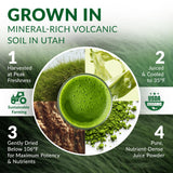 Spoonful of Nautical Elements Organic Wheat Grass Juice Powder
