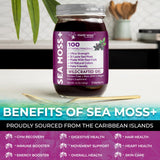 Spoonful of WELLNESS LABSRX Irish Sea Moss Gel
