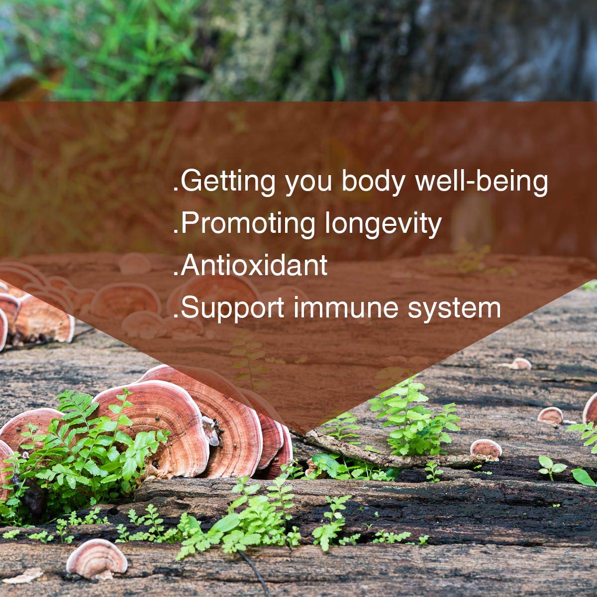 Spoonful of Yuanziyuanfang Reishi Mushroom Spore Powder