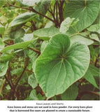 Starwest Botanicals Kava Kava Root Cut and Sifted resealable mylar bag