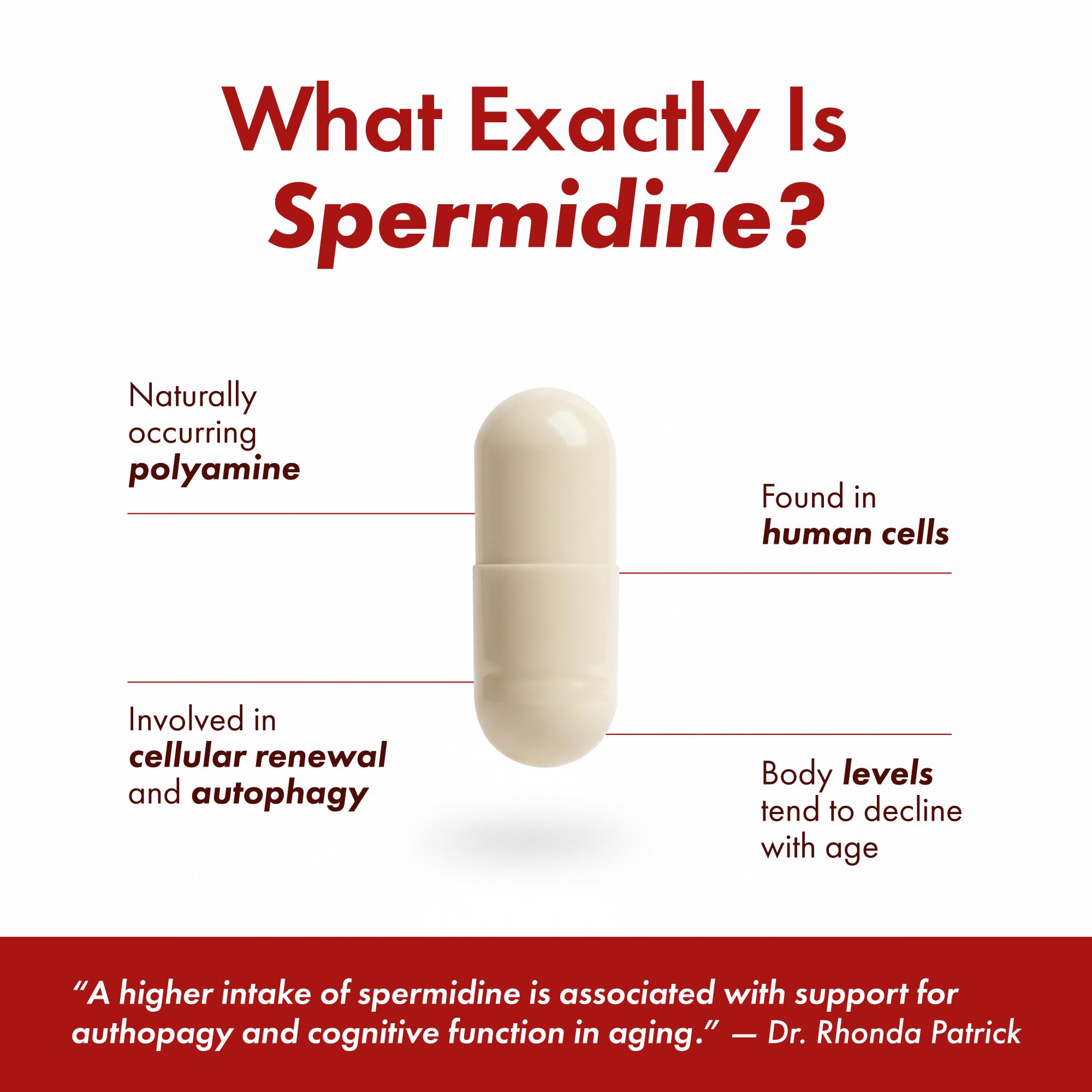 STONERA Spermidine Capsules 10mg back view of bottle