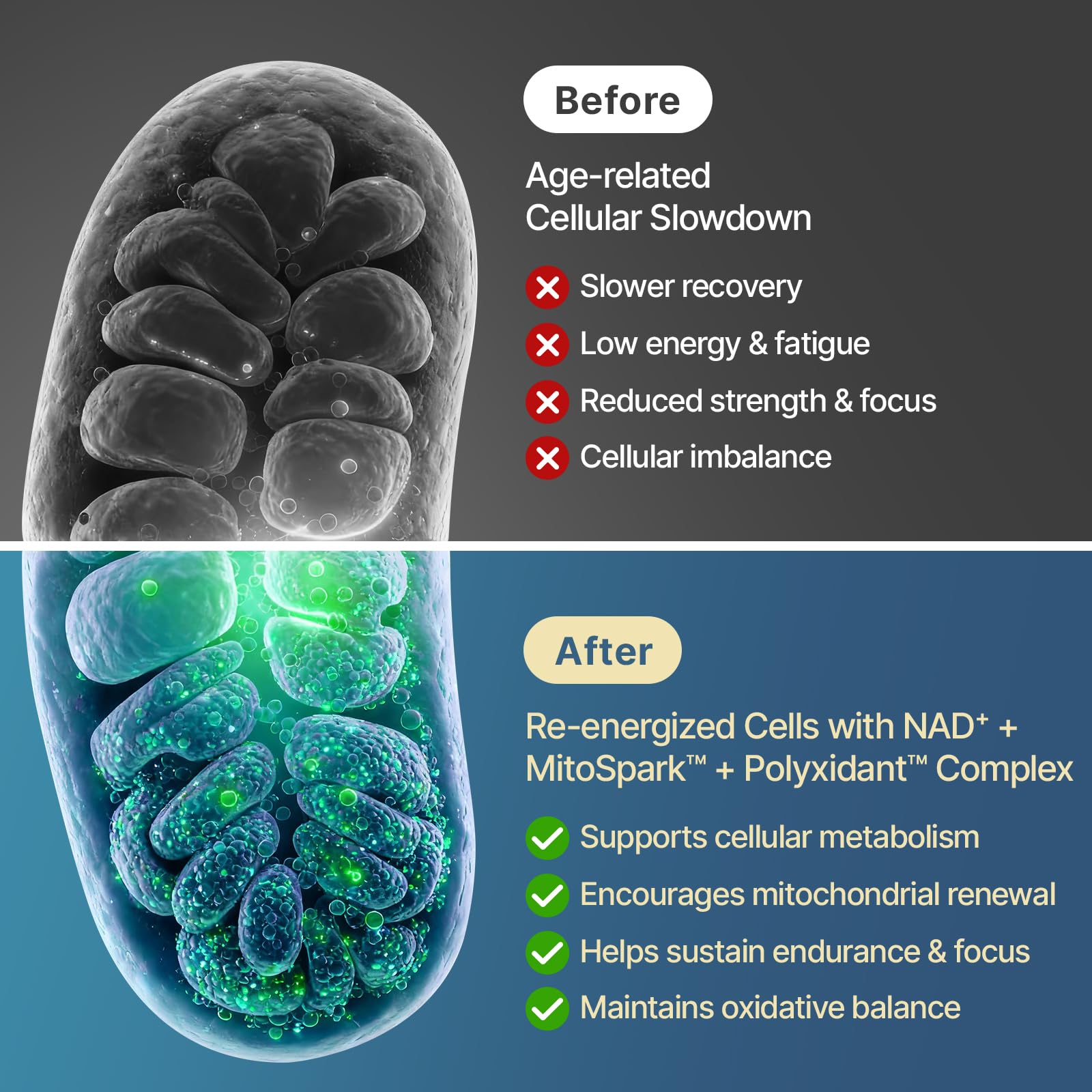 SYZY GENICS Resveratrol Supplement softgel side view
