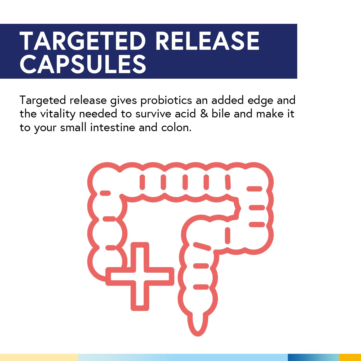Terranics Probiotics 150 Billion CFU capsule open showing contents