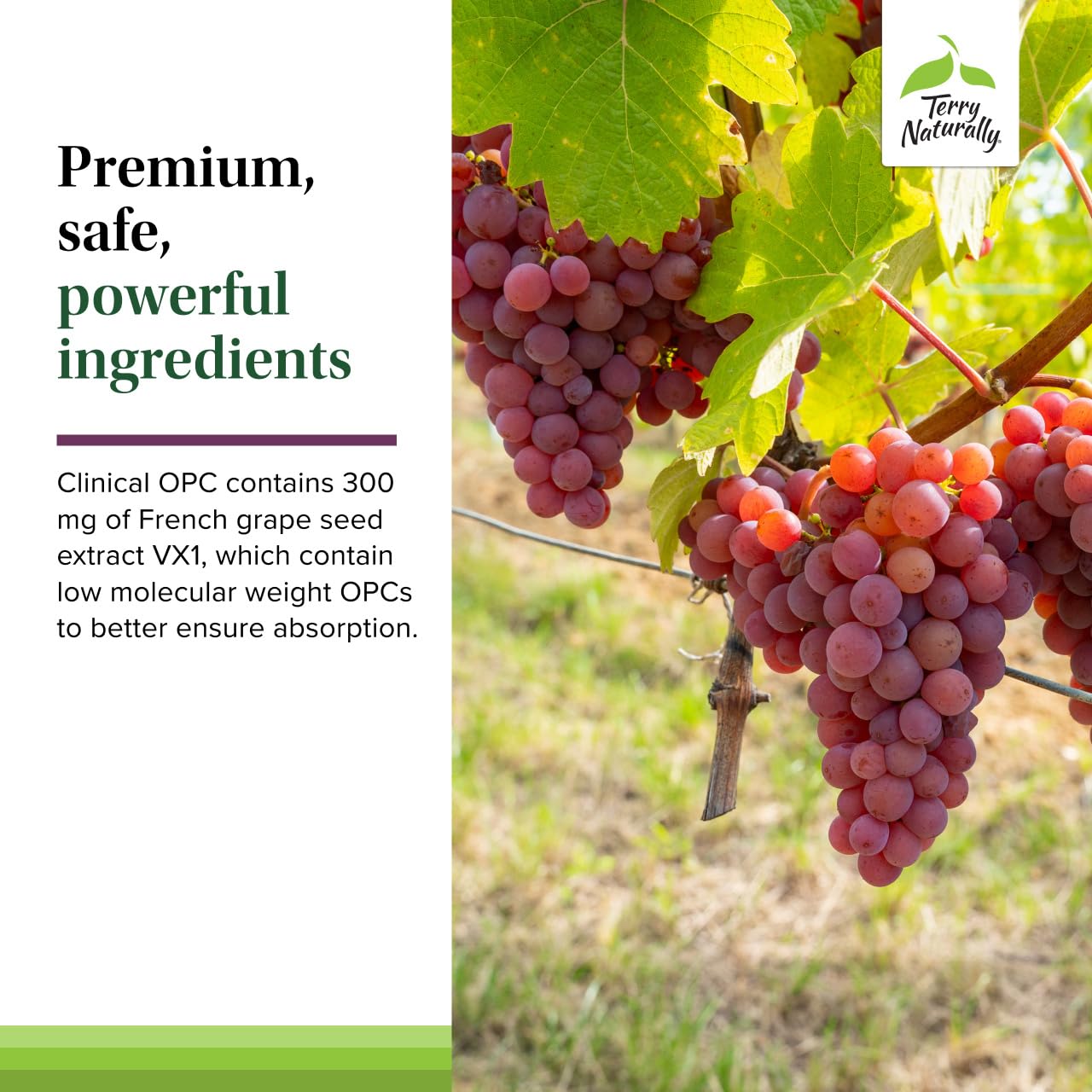 Terry Naturally Grape Seed Extract 300mg softgel packaging