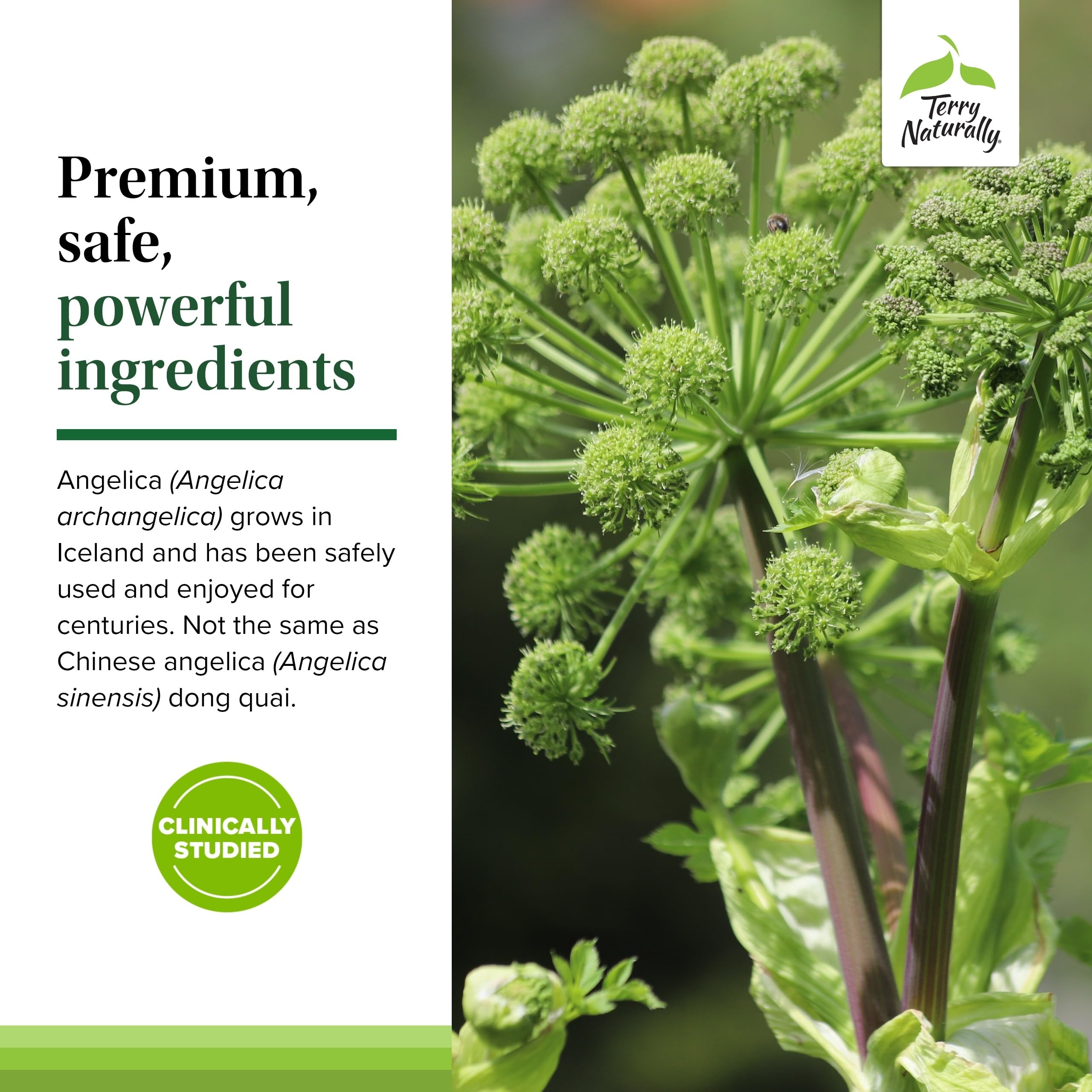 Terry Naturally Saw Palmetto supplement with ingredients list
