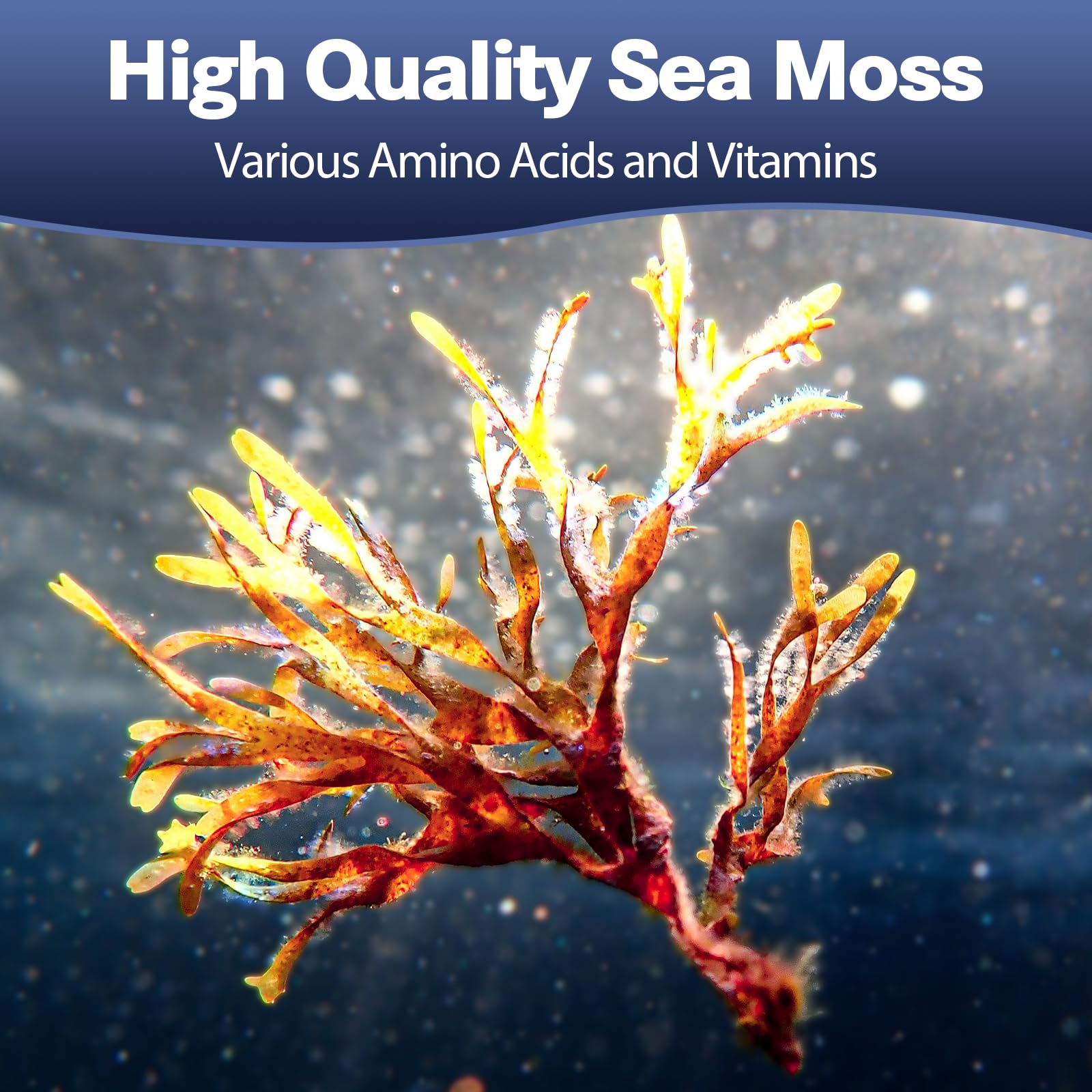 Totaria Sea Moss Capsules back view with ingredient list