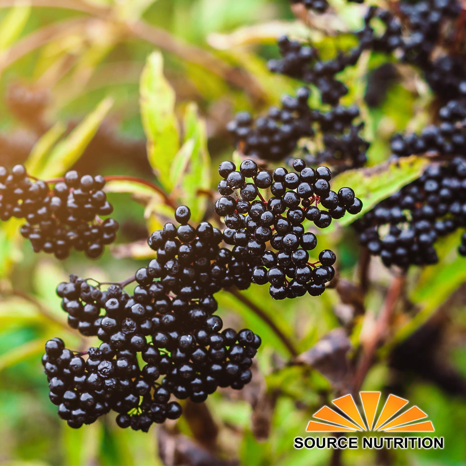 TradeKing Organic Elderberries used in tea preparation