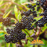 TradeKing Organic Elderberries used in tea preparation