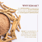 TRIBE ORGANICS KSM-66 Ashwagandha Capsules lifestyle scene