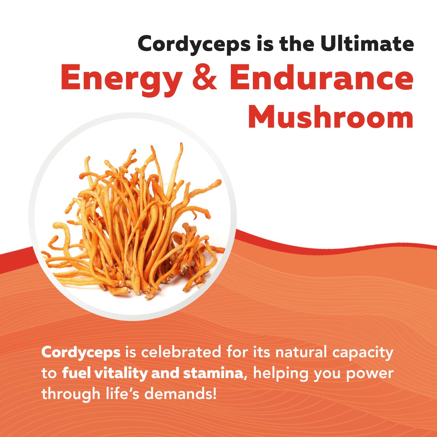 Triquetra Health Cordyceps Mushroom Capsules opened bottle