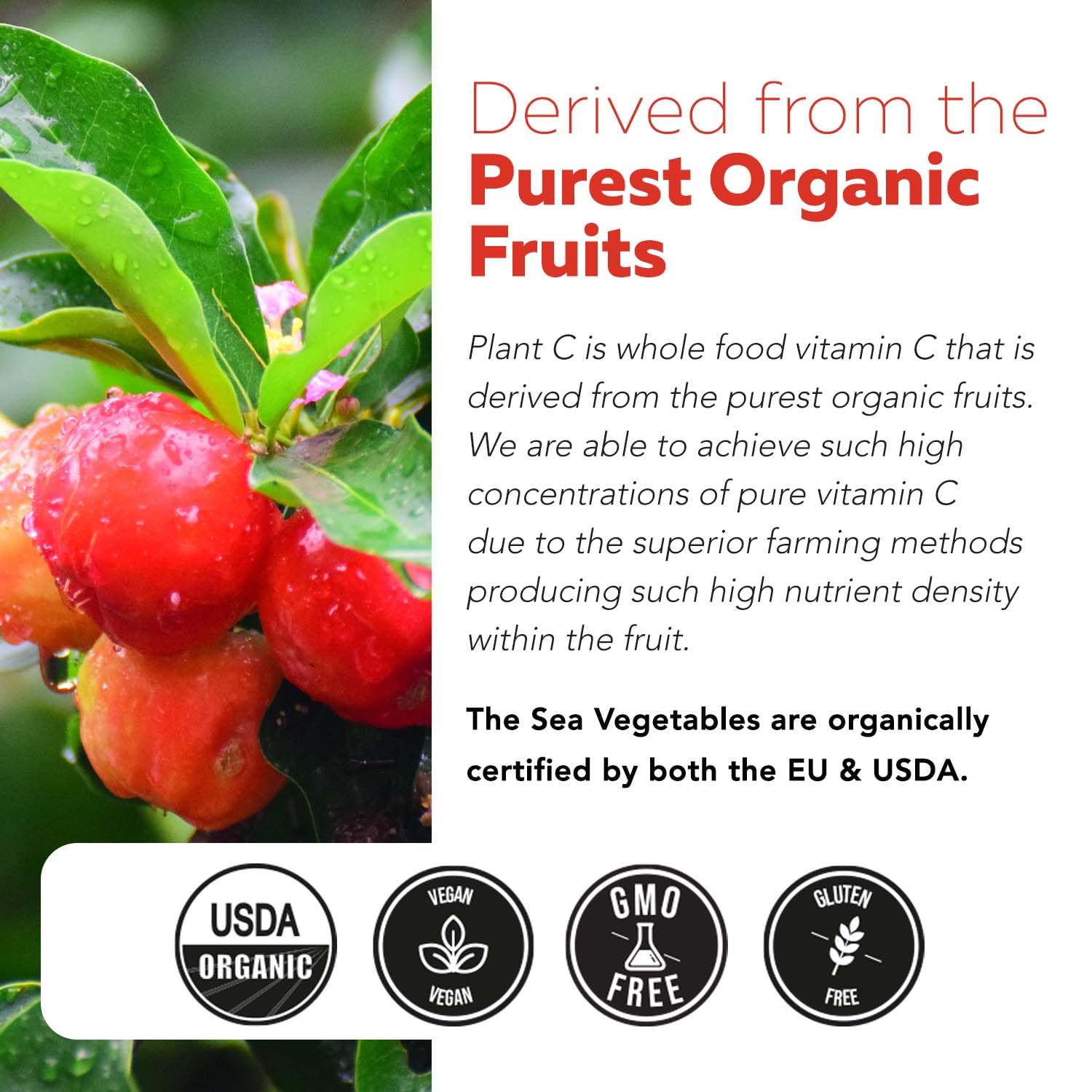 Triquetra Health Plant-C Organic Vitamin C 250mg lifestyle scene