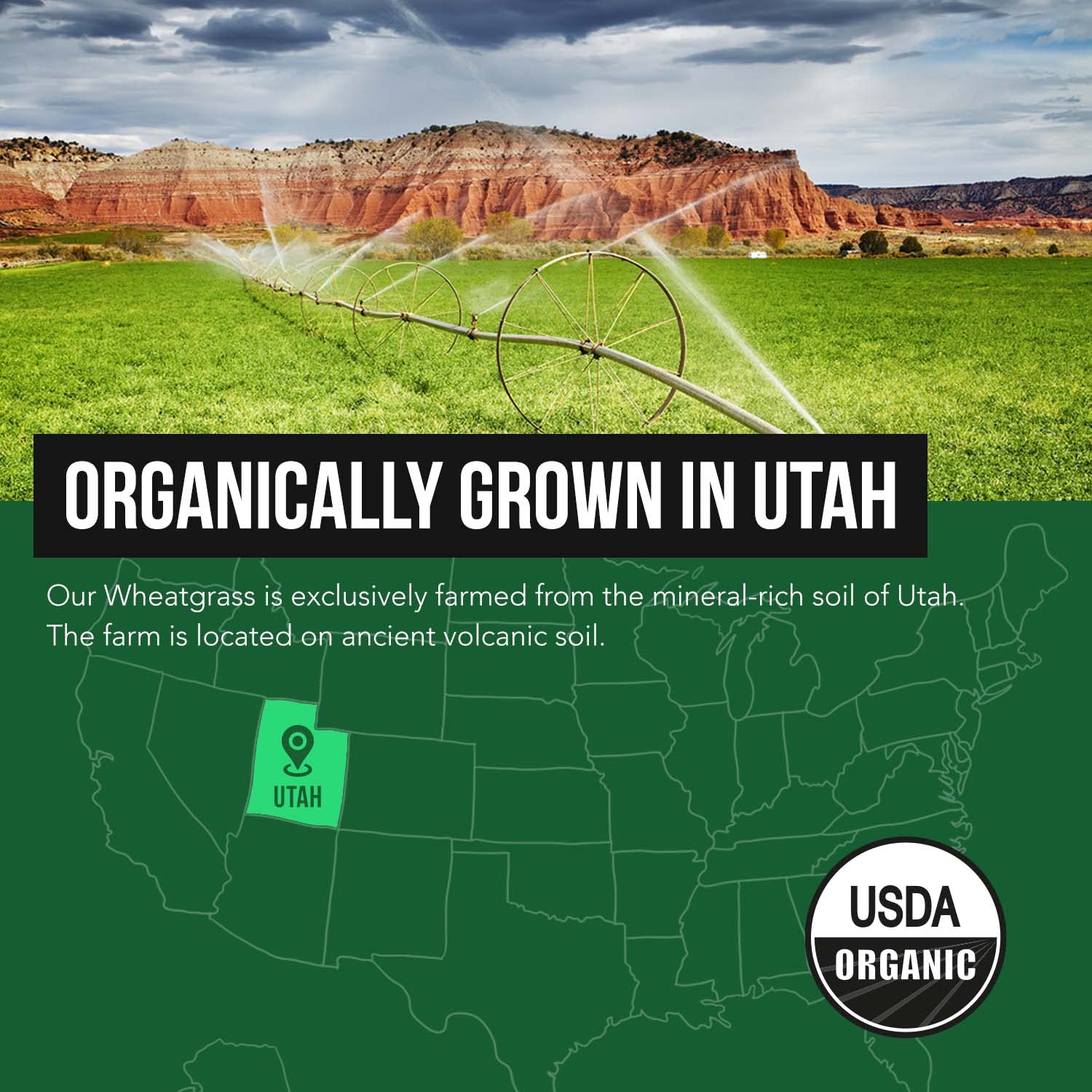 Triquetra Health Wheatgrass Juice Powder nutritional information