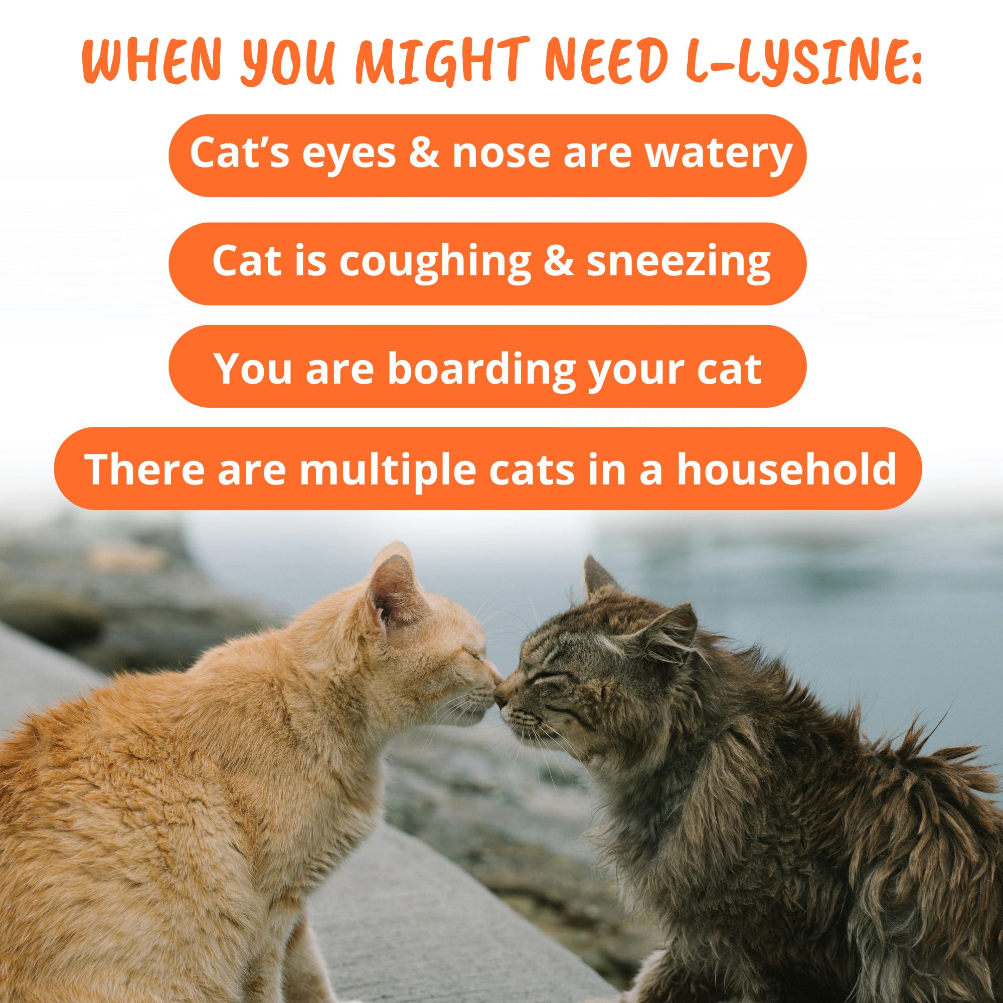 Under the Weather L-Lysine Cat Chews 60 Count Salmon Flavour with a cat