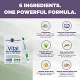 Vital Planet Gut Renew L-Glutamine Powder mixed in water