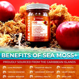 WELLNESS LABSRX Irish Sea Moss Gel 283g serving suggestion