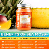 WELLNESS LABSRX Irish Sea Moss Gel Pineapple Mango in a smoothie