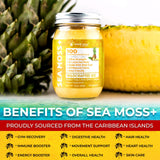 WELLNESS LABSRX Irish Sea Moss Gel Pineapple with fruits