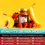 WELLNESS LABSRX Irish Sea Moss Gel with tropical background