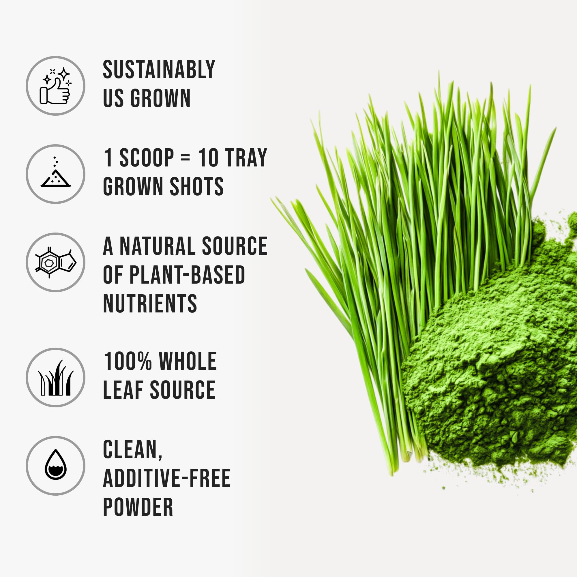 WHYZ Organic Wheat Grass Powder 513g side view