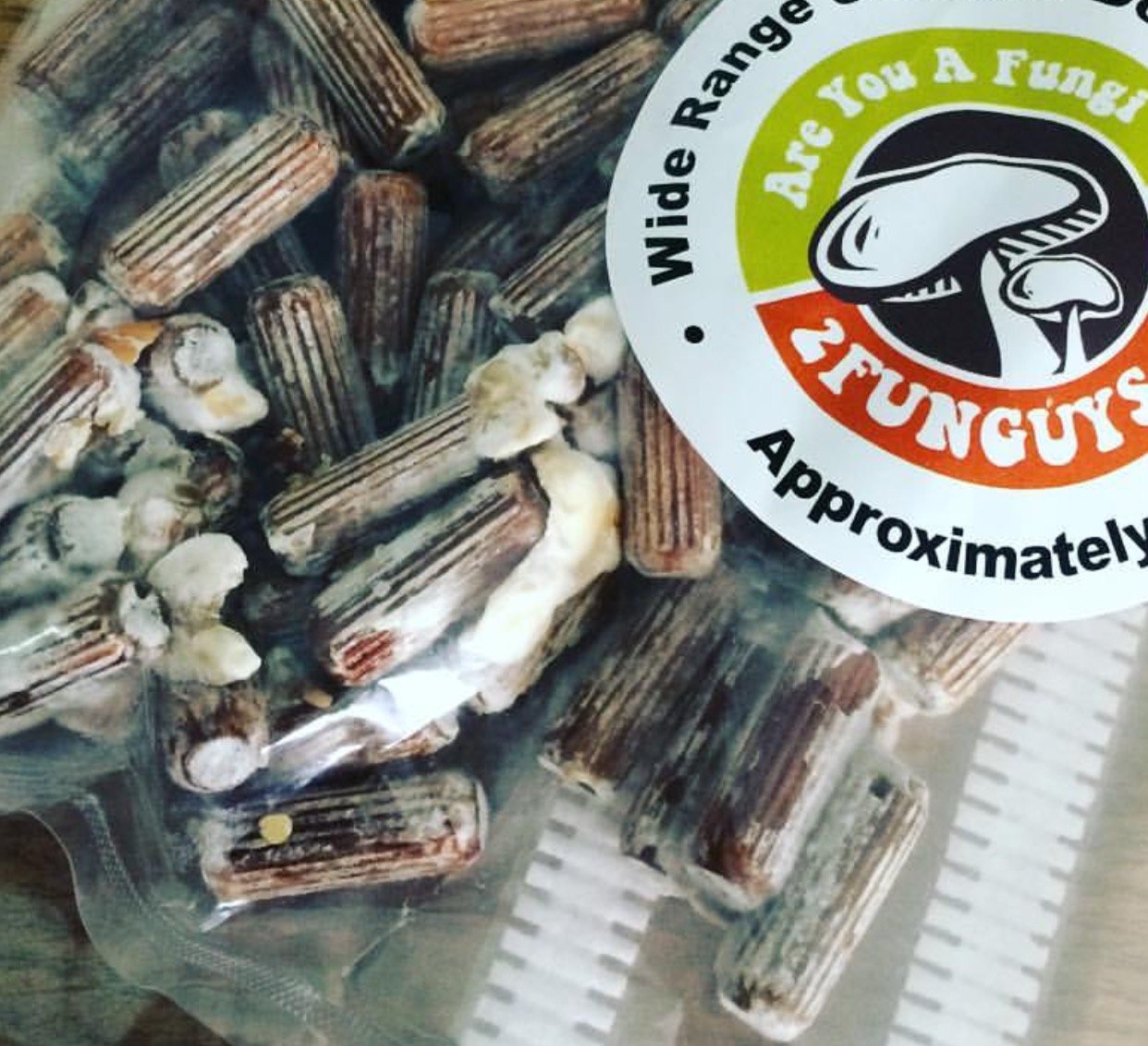 Wooden dowels for growing oyster mushrooms from 2funguys
