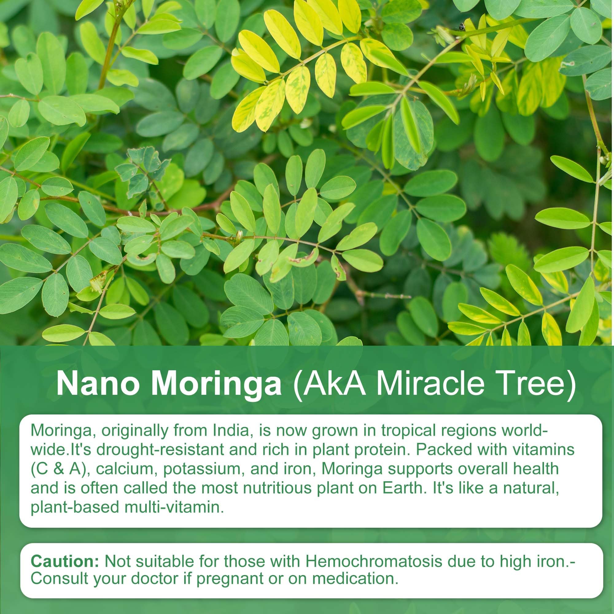 Xemenry Moringa Oleifera Capsules displayed with fresh Moringa leaves