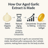 YLOTRE Aged Garlic Extract Capsules with dosage information