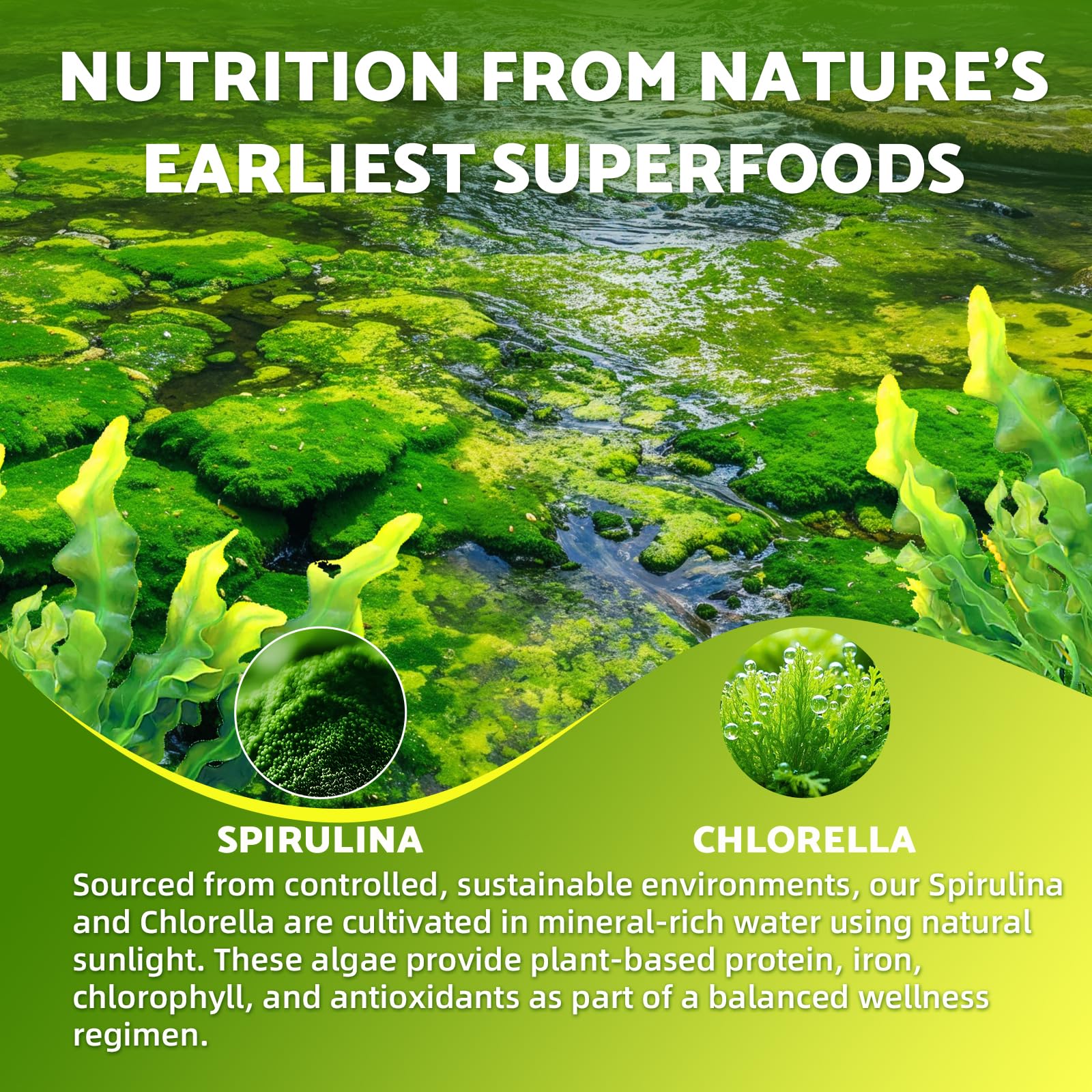 Youlikee Spirulina Chlorella Gummies on a kitchen counter