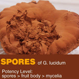 Yuanziyuanfang Reishi Mushroom Spore Powder 200g packaging