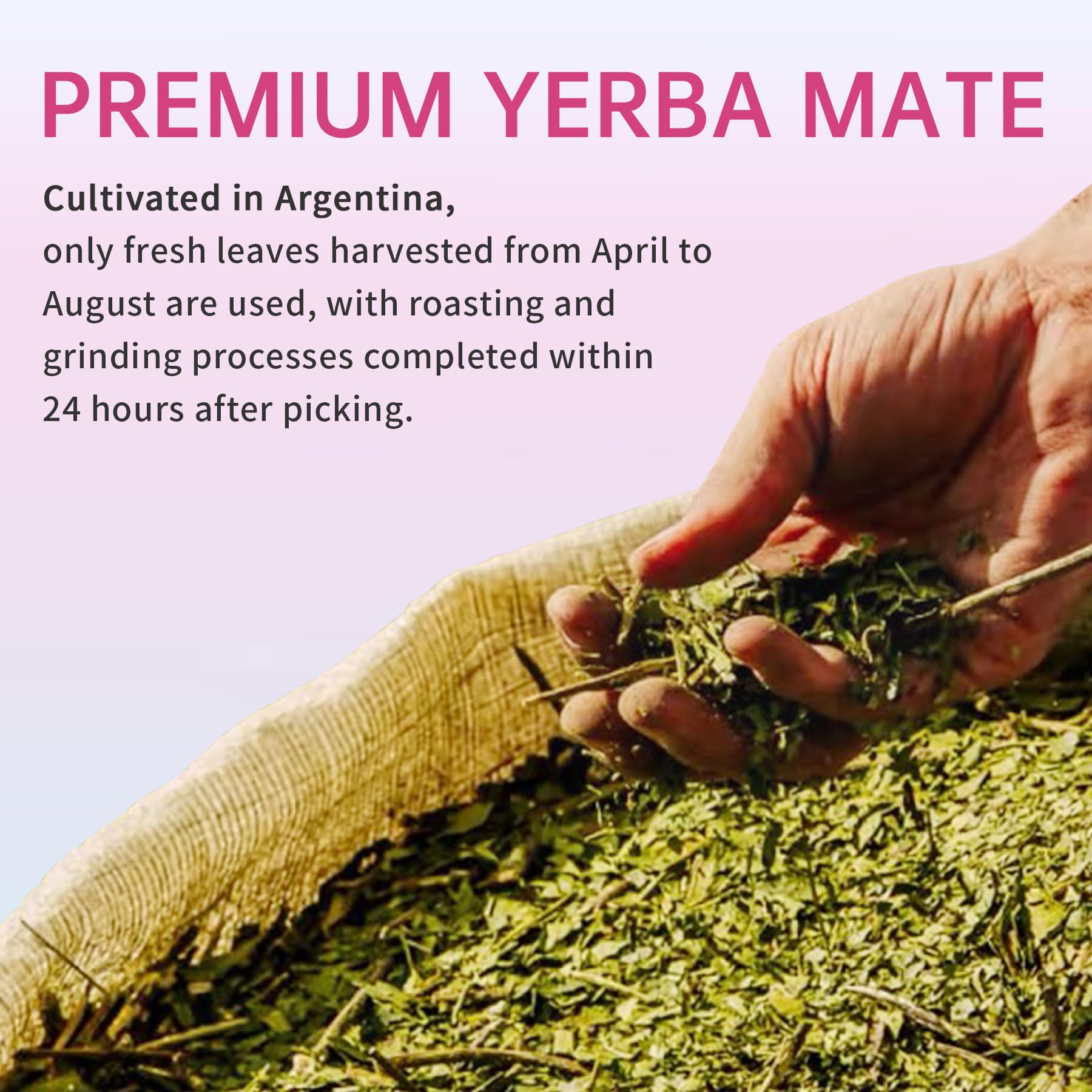 zooone Yerba Mate Capsules displayed with herbal supplements